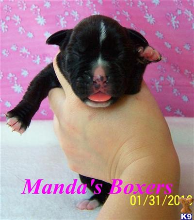 Boxer Puppies for Sale